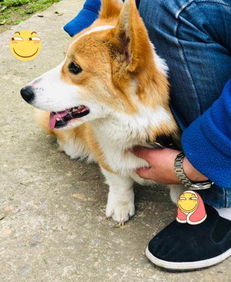 柯基犬四个月吃多少