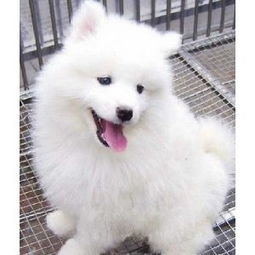 萨摩幼犬一次喂多少