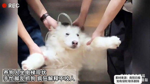 宠物狗突然疯了乱咬人怎么回事