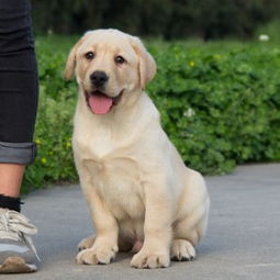 啦不啦多犬多少钱