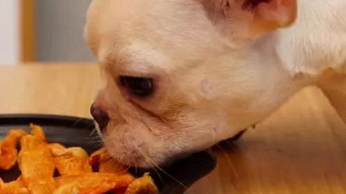 给宠物狗喂食剩饭怎么办