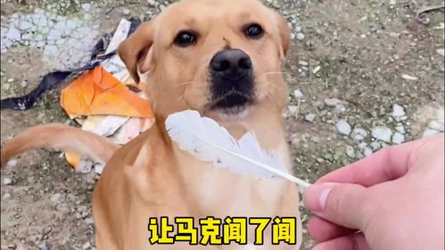 宠物狗被送去农村怎么办