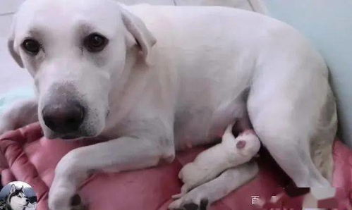 宠物狗生下来后怎么喂养