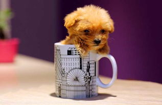 杯子犬多少钱一只