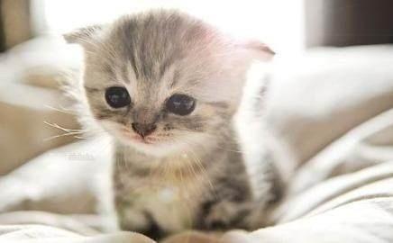 怎么分野猫还是宠物猫