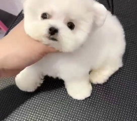 宠物狗飞耳比熊怎么养的