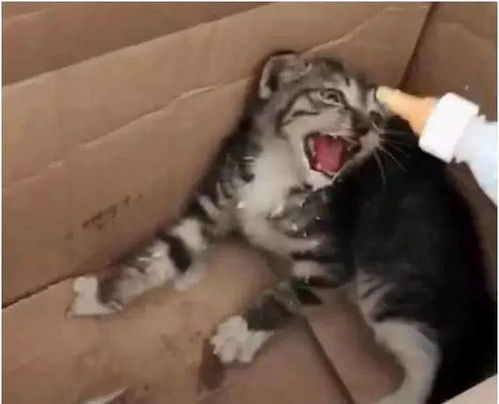 奶瓶怎么喂宠物猫