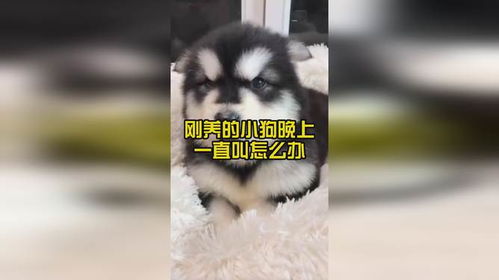 养的宠物狗一直叫怎么办