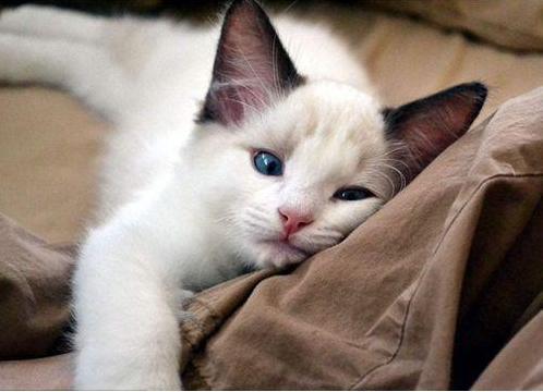 宠物猫想吐怎么做绝育好