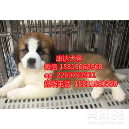 圣伯纳犬多少钱一只