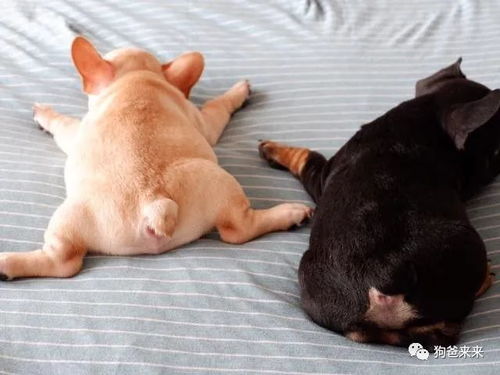 宠物狗小小白怎么养的