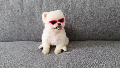 宠物狗低血糖了怎么办