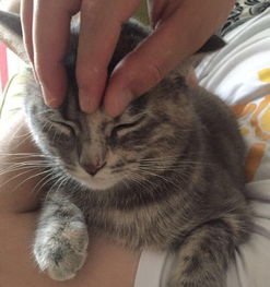 宠物猫幼猫崽怎么喂养