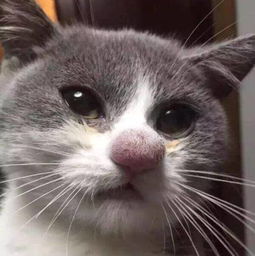 宠物猫怎么变白