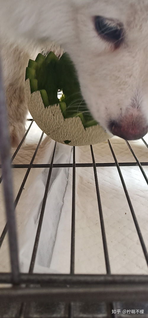 怎么让宠物狗吃蔬菜水果