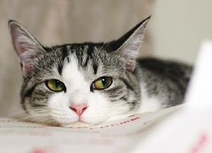 宠物猫怎么进窝