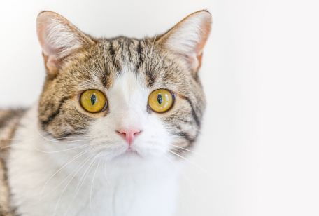 宠物猫疫苗多少钱一针