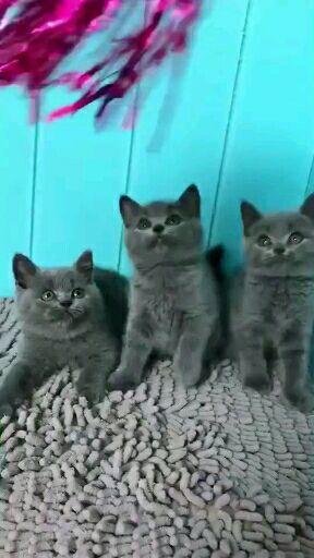 普通蓝猫多少钱一只