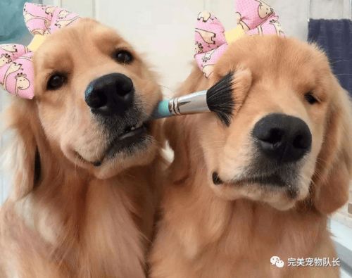 宠物狗怎么分公和母狗配