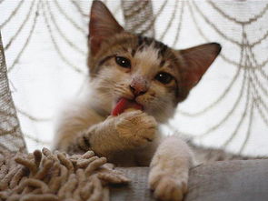 宠物猫毛怎么去除干净