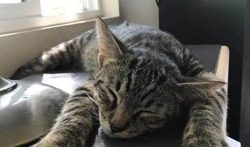 宠物猫的门怎么打