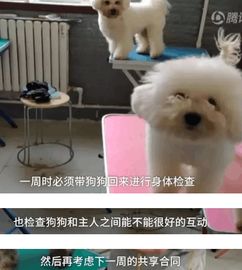 人家养了一个宠物狗怎么办