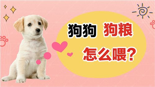 宠物狗风干粮怎么喂的快