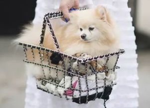 宠物狗托运价格怎么算的