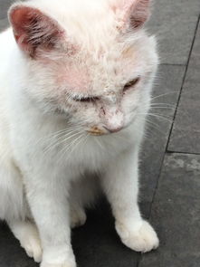 宠物猫掉毛怎么擦它的毛