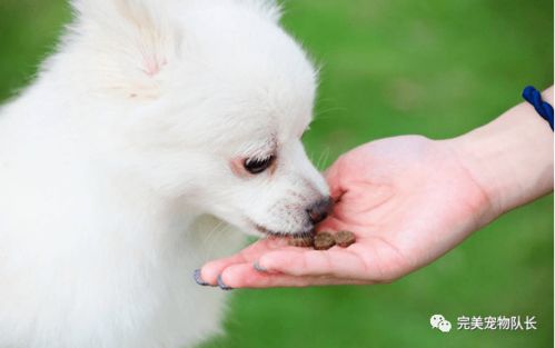 宠物狗主动攻击人怎么办