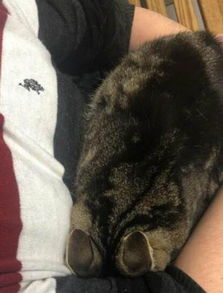 宠物猫走失寻猫怎么处理