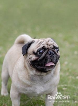 幼犬巴哥吃多少狗粮