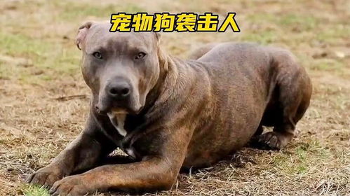 小孩被宠物狗偷袭会怎么样