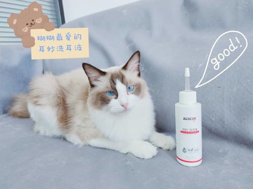 养宠物猫怎么预防细菌