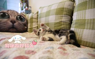 宠物猫终身疫苗怎么打的