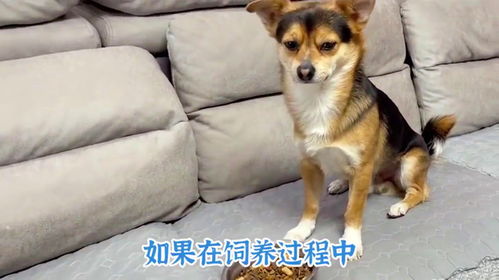 宠物狗幼犬不吃饭怎么办