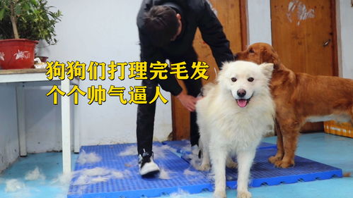 给小宠物狗梳毛怎么梳