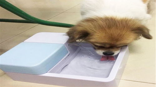 给宠物狗扣眼屎怎么办啊