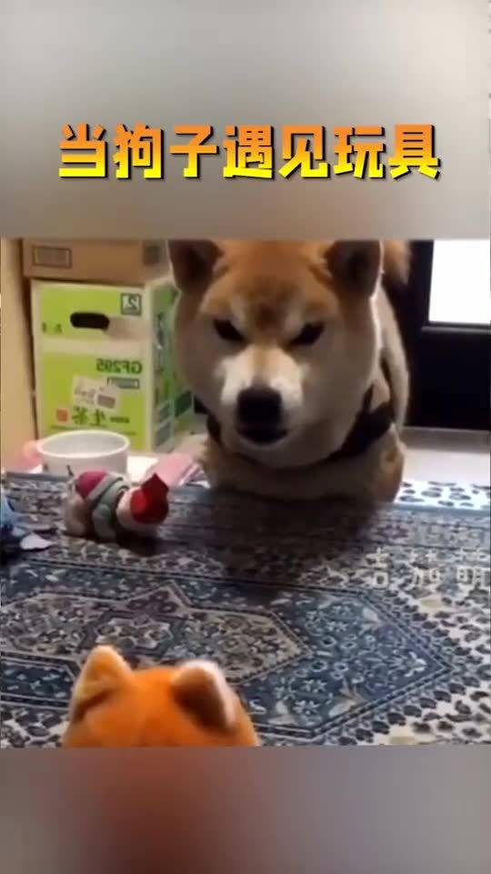 狗子遇到宠物狗会怎么样