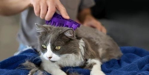 宠物猫毛怎么梳