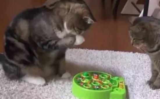 怎么买稀奇宠物猫