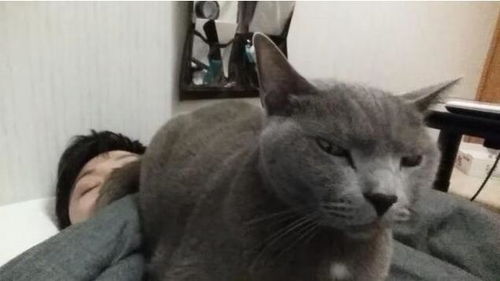 怎么用小鱼给宠物猫吃饭
