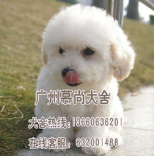 长腿宠物狗卷毛怎么办啊