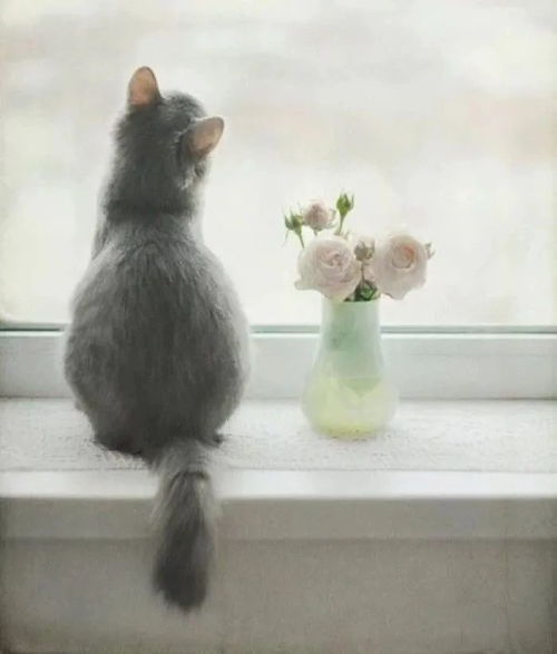 宠物猫背包挂件怎么用