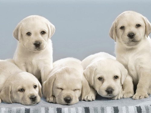 怎么合法养鹿类宠物狗犬
