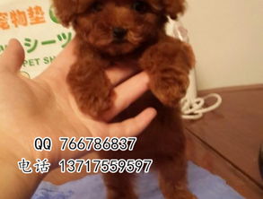 幼犬泰迪打针多少钱