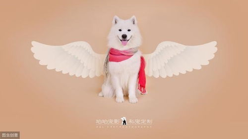 狗的驱虫药吃多少钱