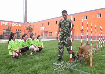 派多格训犬多少钱