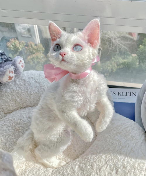 德文卷毛猫多少钱
