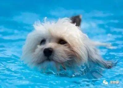 宠物狗掉进水里怎么办
